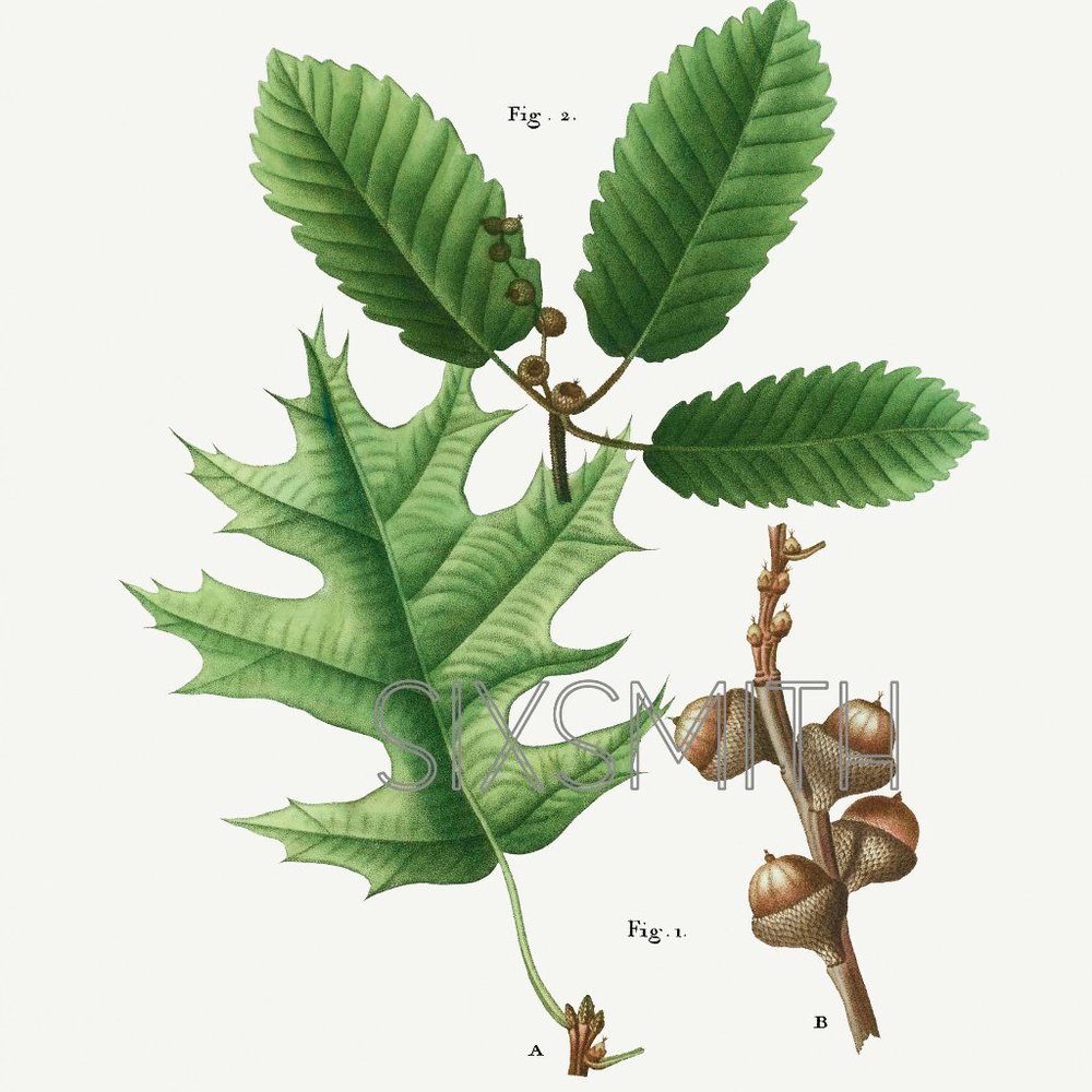 Acorns & Leaves Fine Art Giclee High Res Print